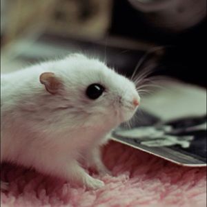 Meet your Posher, Taylor